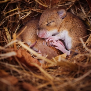 چرا خواب مرحله‌ ای حیاتی برای پاک‌ سازی مغز است؟