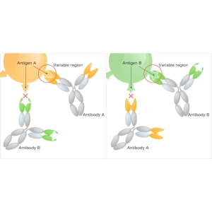 واکنش آنتی‌ژن-آنتی‌بادی