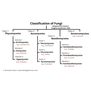 طبقه‌بندی قارچ‌ها