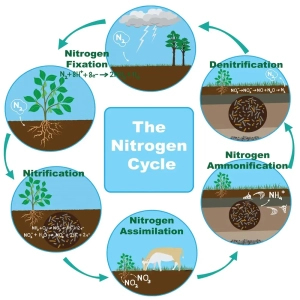 چرخه نیتروژن در طبیعت