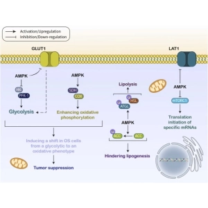 متابولیسم آمینواسید – محصولات واسطه مثل گلوتامین و گلوتامات