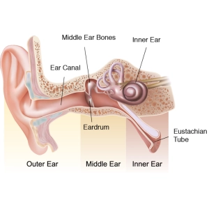 سیستم شنوایی انسان