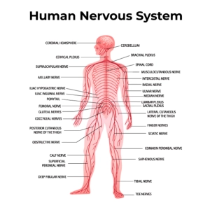 سیستم عصبی انسان