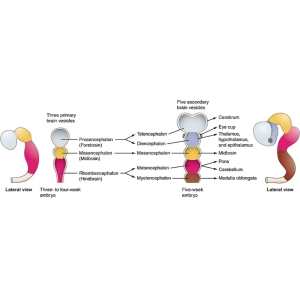 تکوین سیستم عصبی مرکزی و رشد مغز