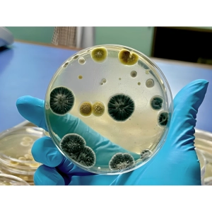 شناسایی قارچ‌ها در آزمایشگاه