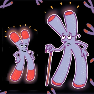 چرا پیر می‌شویم؟ بررسی نقش تلومر و تلومراز در روند پیری و طول عمر