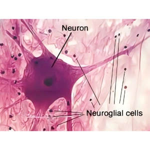 بافت عصبی ساختار نورون و نقش نوروگلیا