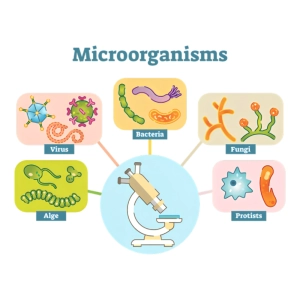طبقه‌بندی میکروارگانیسم‌ها