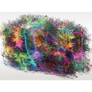 بزرگ‌ترین نقشه مغزیِ پستانداران تاکنون؛ کلیدی برای فهم اینکه چه چیزی ما را انسان می‌کند.