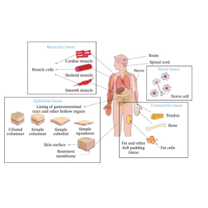 ارتباط ساختار میکروسکوپی با عملکرد ارگان‌ها