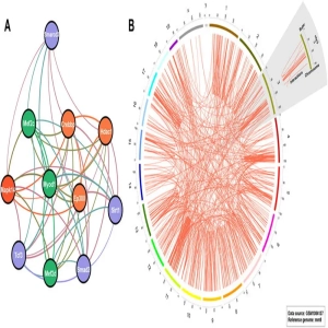 شبکه تنظیم‌کننده ژن یا شبکه تنظیم‌کننده ژنتیک (GRN)