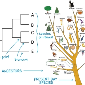 فیلوژنی چیست؟