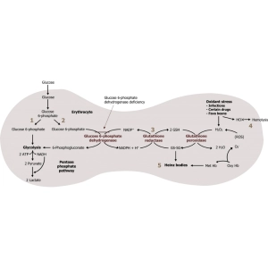 مسیر PPP (Pentose Phosphate Pathway)؛ نقش در بیوسنتز و آنتی‌اکسیدانی