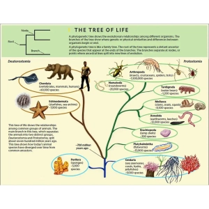 درخت تبارزایی