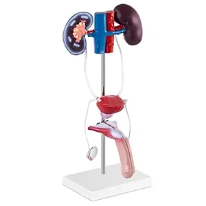 مولاژ آناتومی دستگاه ادراری و تناسلی مرد