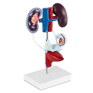 مولاژ آناتومی دستگاه ادراری و تناسلی زنانه