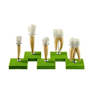 مولاژ دندان ۵ عددی