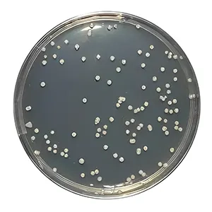 محیط کشت سابرو کلرامفنیکل