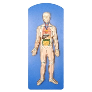 مولاژ اسکلت و احشای بدن