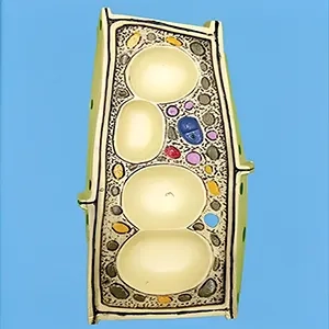 مولاژ سلول گياهی