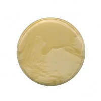 محیط کشت ال بی آگار