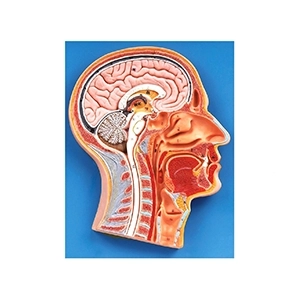 مولاژ مقطع سر