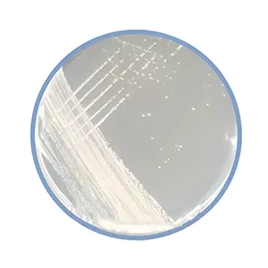 محیط کشت MY40G