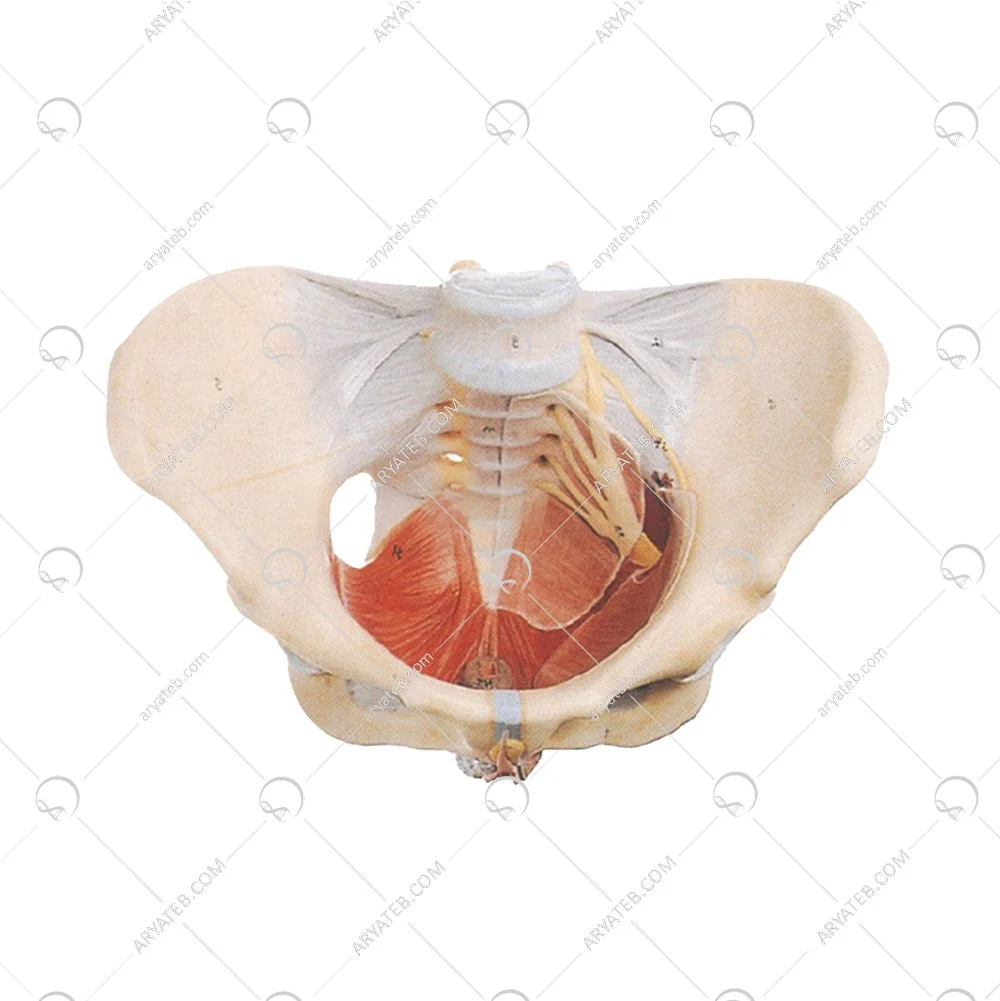 مولاژ اسکلت لگن زن با نمایش رباط