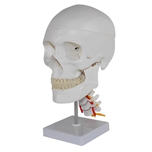 مولاژ جمجمه انسان با مهره گردن