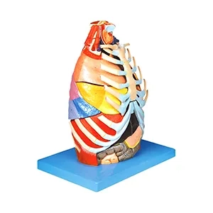 مولاژ حفره توراکس