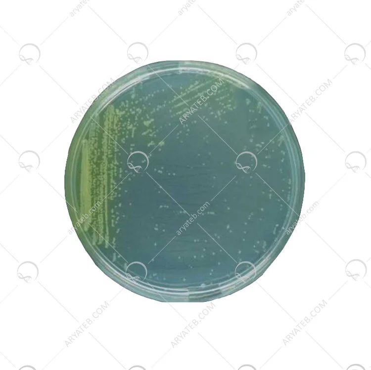 محیط کشت کینگ بی