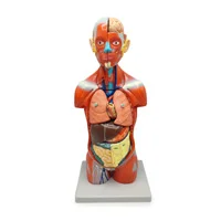 مولاژ نیم تنه بدن با نمایش عضلات