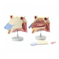 مولاژ استخوان بینی