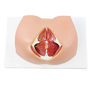 مولاژ عضلات کف لگن زن