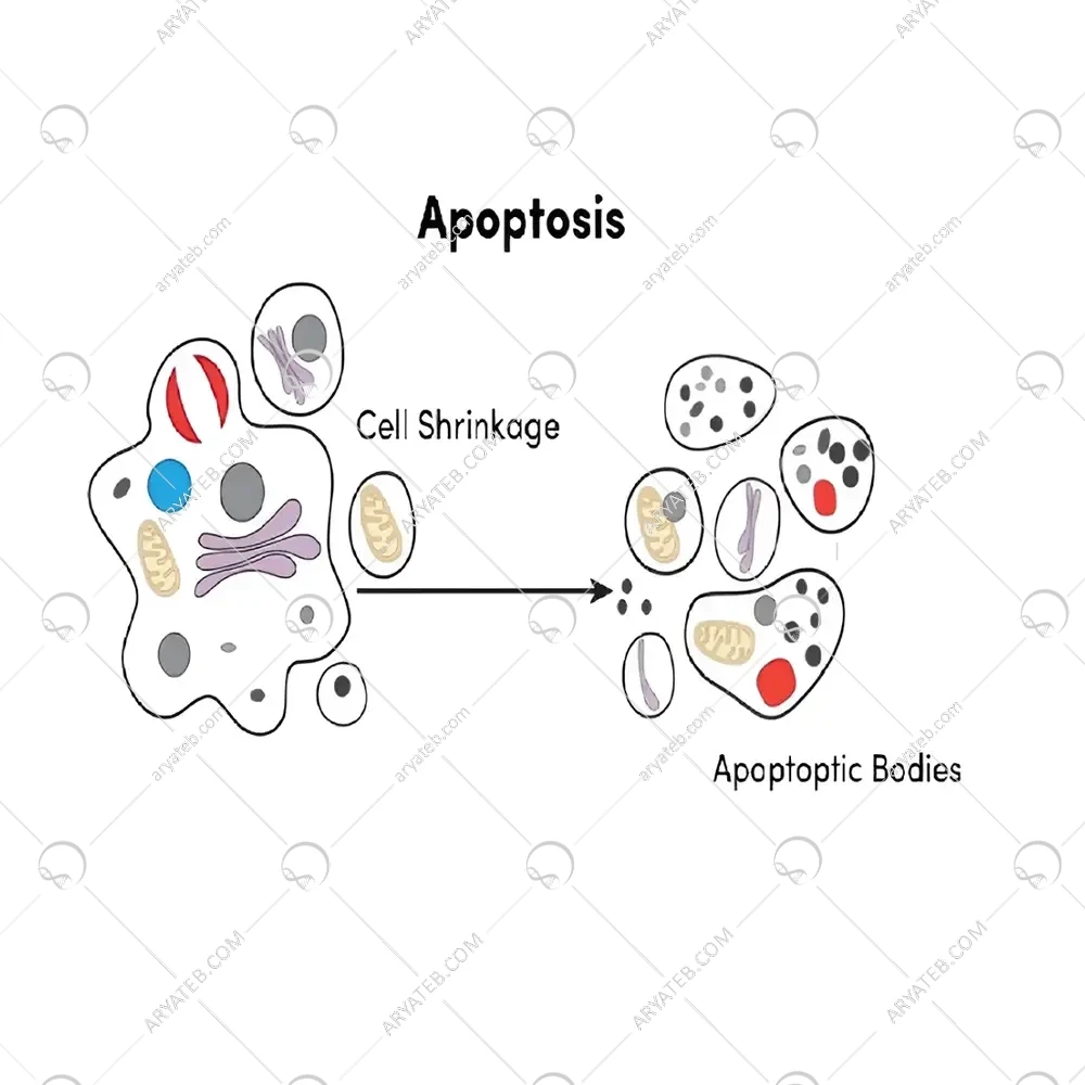 کیت تشخیص آپوپتوز بر پایه انکسین 5