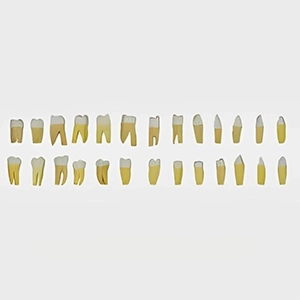 دنتیک دندانپزشکی