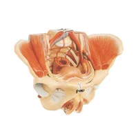 مولاژ لگن خاصره زن با نمایش رحم و ماهیچه ها