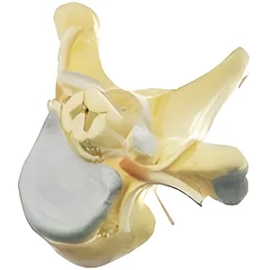 مولاژ مهره قفسه سینه با نخاع