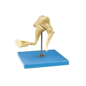 مولاژ استخوانچه شنوایی