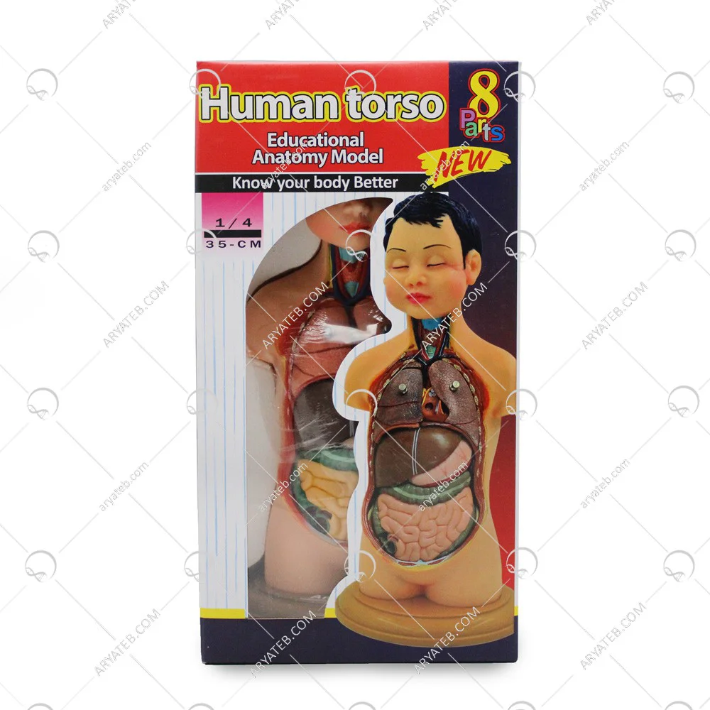 مولاژ نیم تنه بدن انسان 8 قسمتی عروسکی