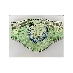 مولاژ مقطع برگ