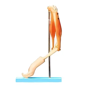 مولاژ بازو با لیگامنت