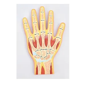 مولاژ مقطع دست