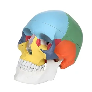 مولاژ جمجمه انسان رنگی Axis