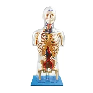 مولاژ شفاف بدن با ساختارهای اصلی عصبی و عروقی