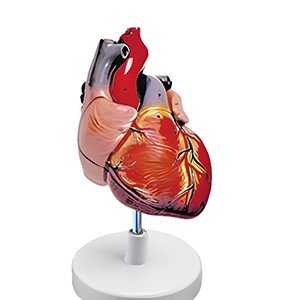 مولاژ قلب انسان با نمایش آئورت