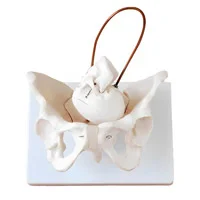 مولاژ شبیه ساز زایمان استخوان لگن مادر