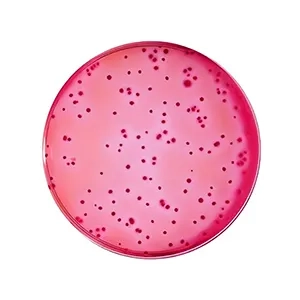 محیط کشت ویولت رد بایل لاکتوز آگار VRBL