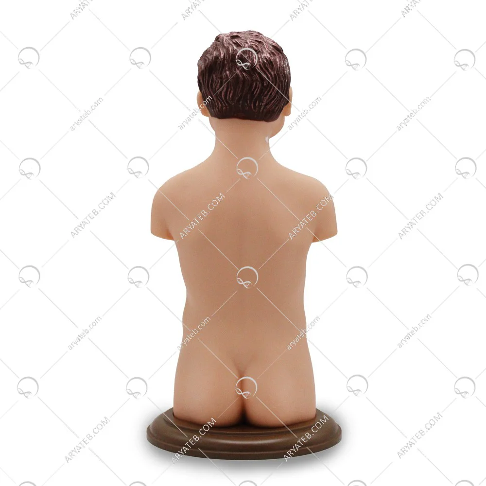 مولاژ نیم تنه بدن انسان 8 قسمتی عروسکی