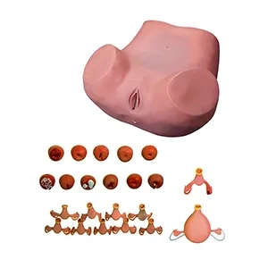 مانکن آموزش پزشکی پیشرفته معاینات زنان